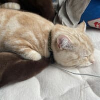 独特な体勢で眠る猫ちゃんがTwitterで話題。