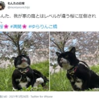 満開の桜に魅入られた猫の姿がTwitterで話題。
