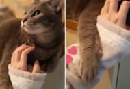 まるで腕を組んでいるかのように、飼い主の手を絡めとる猫の姿がTwitterで話題。