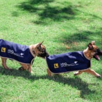 100周年記念の服を着た子犬たち（Image：Commonwealth of Australia）