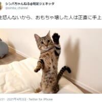 自らの悪事を素直に認めた猫の姿がTwitterで反響。
