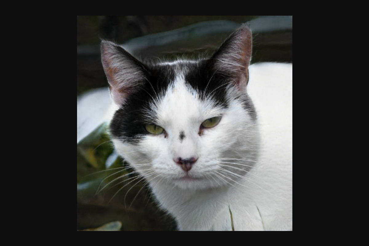 見たことあるようで実在しない？ネットに散らばる画像から「この世にいない猫」の顔を作るサイト