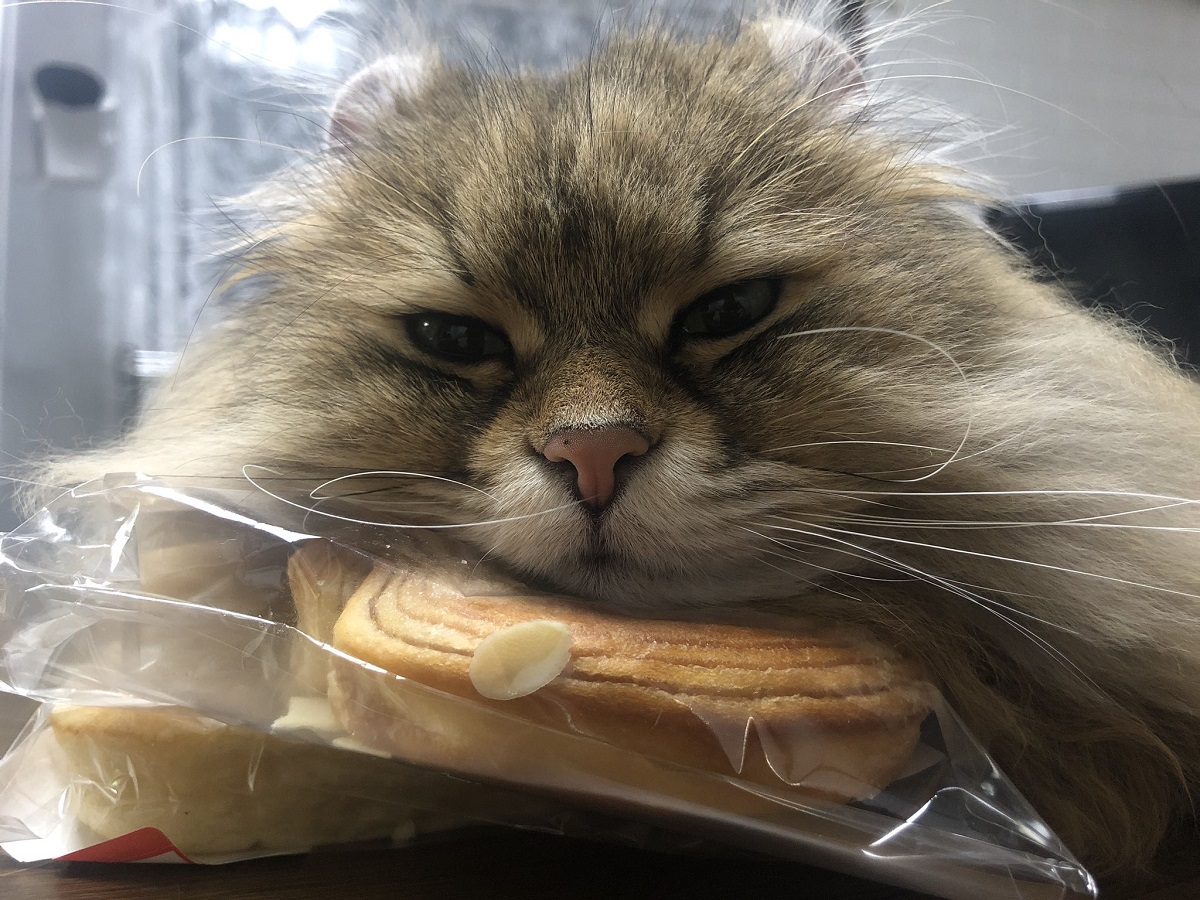 夢の中で食べてる？パンの枕でスヤァ……な猫