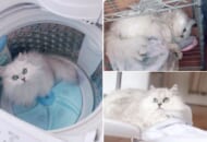 洗濯作業をするたびに愛猫に妨害される飼い主の投稿が話題。
