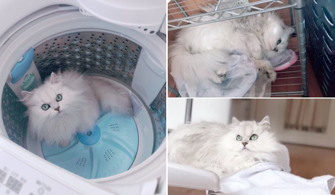 洗濯作業をするたびに愛猫に妨害される飼い主の投稿が話題。