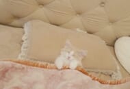 ベッドを完璧に使いこなす子猫が話題に。