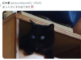 タンスの引き出しからひょっこり現れた黒猫。