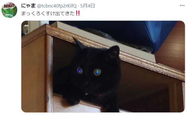 タンスの中からひょっこり出てきた「まっくろくろすけ」な黒猫