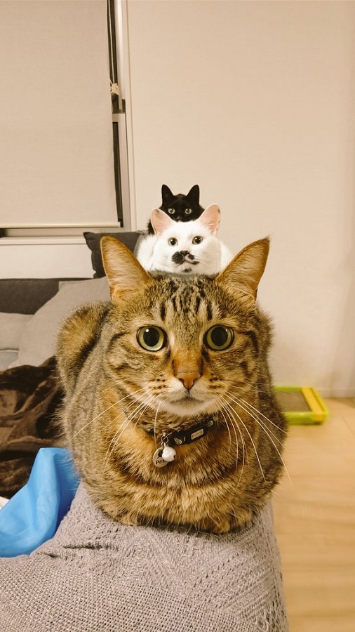 猫の上に小さい猫？きれいに並んだ3匹の猫がまるでトリックアート