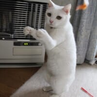ファイティングポーズを取る白猫のリリーちゃん