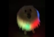 「ゲーミングイッヌ！」暗闇に光り輝く犬の姿が反響。