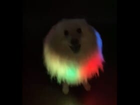 「ゲーミングイッヌ！」暗闇に光り輝く犬の姿が反響。