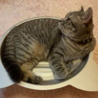 最近は猫鍋がお気に入りな凛太郎くん。