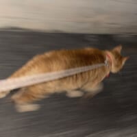 「いそげ～！」散歩から帰宅中の猫が醸し出す疾走感に驚きの声