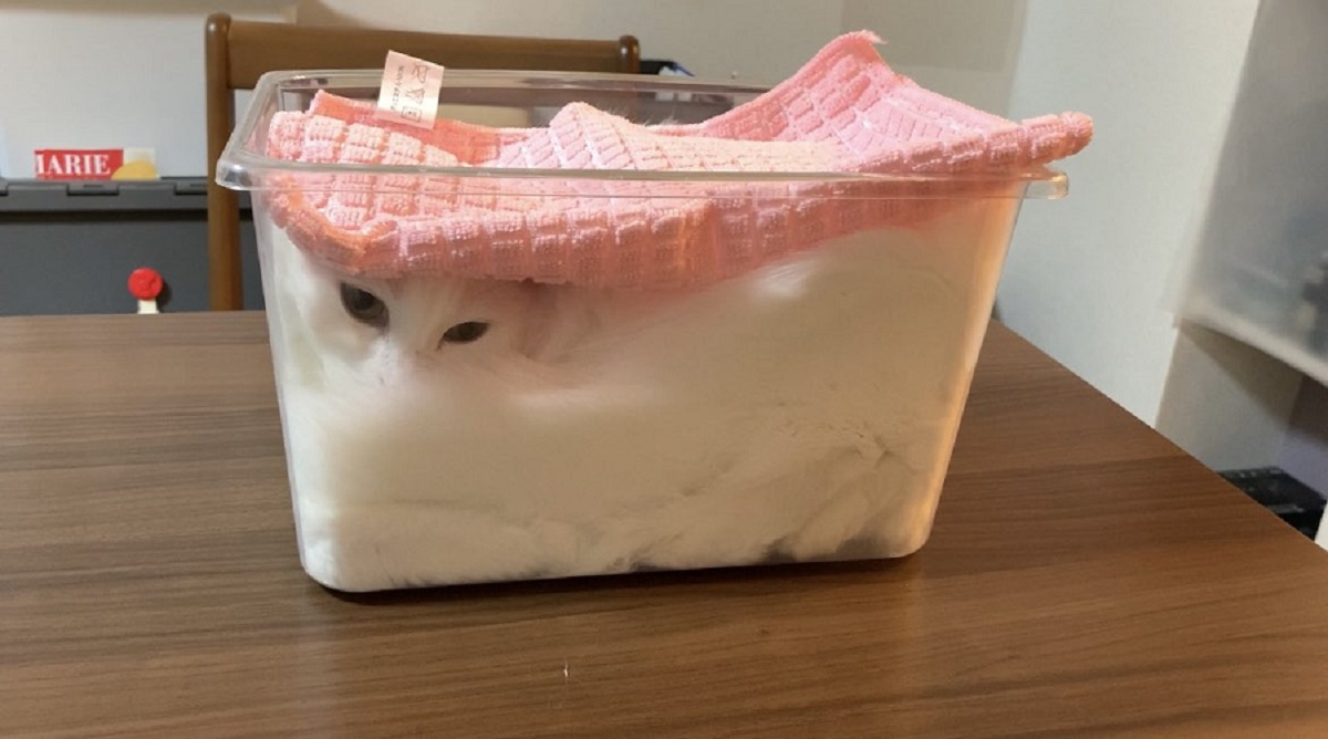発酵中のふわふわ猫さん　箱入り姿はまるで白パン？