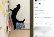 「起立！」背筋をピンと伸ばした黒猫の姿がTwitterで話題。