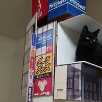 広告の看板や猫が入っている箱を完全再現