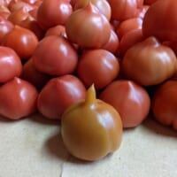 通常のファーストトマト