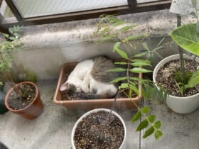 かわいくて収穫できない？ベランダの植木鉢に咲いた猫に18万いいね