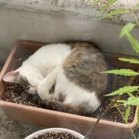 植木鉢で何とも気持ちよさそうに眠る猫ちゃん
