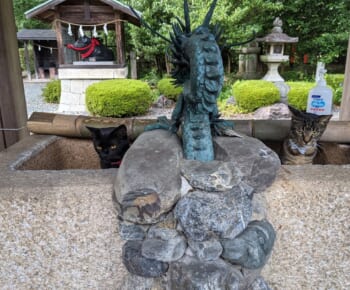 画像提供：阿志都弥神社行過天満宮《公式》Twitter（@yukisugi_shrine）