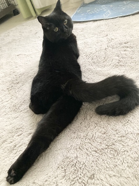 愛猫の脚線美に「Gorgeous！」　グラビア感満載のセクシーポーズに絶賛