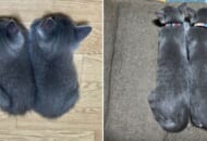 生後1か月と4か月の猫の落ちている姿の対比が話題。