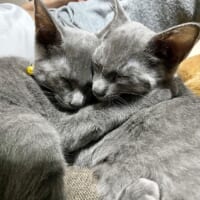 兄弟猫のグリくんとカイくんは普段からとっても仲良し。