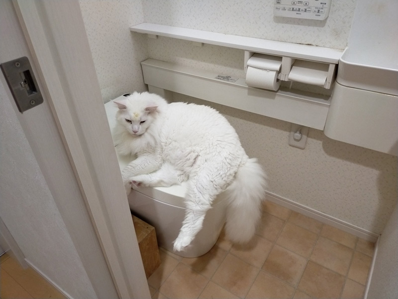 トイレでくつろいでいたトヨちゃん（やしゅうさん提供）