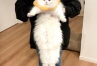 画像提供：猫のレモンちゃんねるさん（@Lemon0517ch）