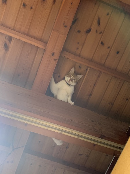 スパイニャーマン？忍者猫？飼い主を天井から見つめる愛猫