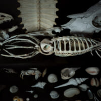 本物の骨と並べても遜色ないイカの骨格標本（増永元さん提供）