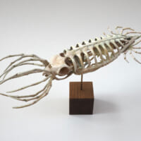 古代の巨大ウミガメから外套膜の骨格を発想（増永元さん提供）