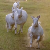 カメラ趣味な園主の妻により、日々のヤギさんの姿を紹介する小泉農園。