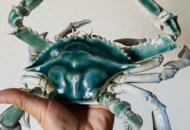 まさに生き物の神秘　「青いワタリガニ」の陶器がTwitterで反響。