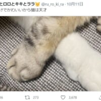 猫は前脚だけでも可愛い。投稿がTwitterで話題。