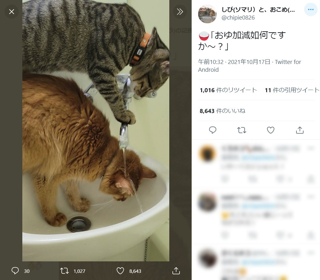 「お湯加減いかがですか～？」美容室での一コマを2匹の猫ちゃんが再現