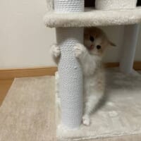 「地震が来たらこうやって避難する」思わずにやける子猫の避難訓練