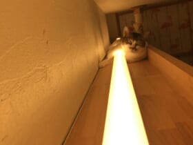 一撃必殺の「猫ビーム」　偶然撮れた照明と猫ちゃんの写真に爆笑