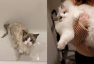 お風呂中とあがった後　猫ちゃんのビフォーアフター写真に衝撃
