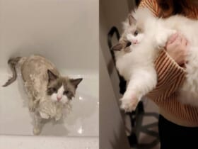 お風呂中とあがった後　猫ちゃんのビフォーアフター写真に衝撃