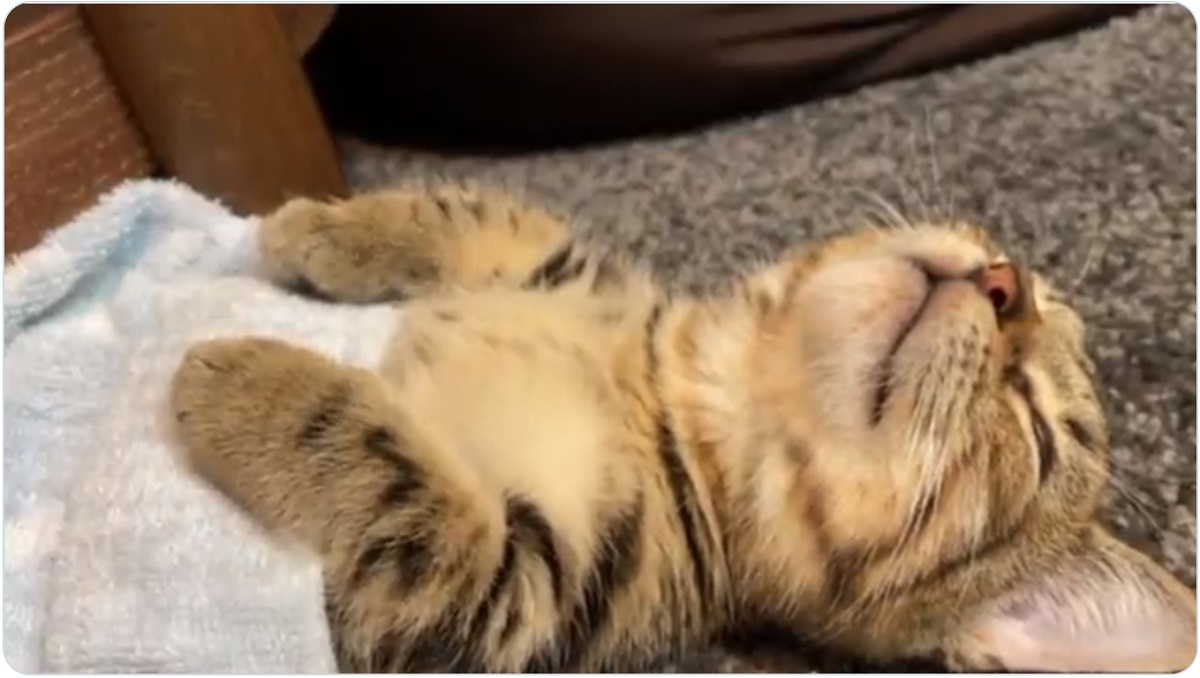 眠りながらリズミカルに手を動かす猫　「夢の中で太鼓の達人されてます？？」