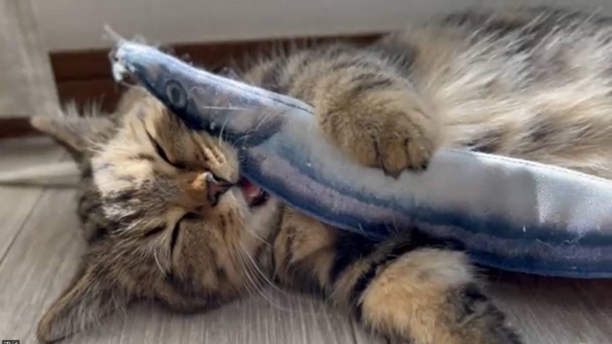 夢の中でお魚食べてる？　魚のおもちゃを抱きしめたまま寝落ちした子猫