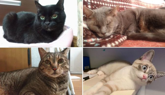 現在、3匹の猫と暮らす投稿者。アルちゃんは現在は別の家族と暮らしています。