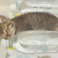 ペットボトルの湯たんぽを枕に眠るあめちゃん（落ち猫あめちゃんさん提供）
