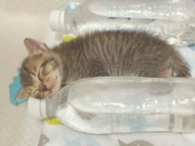 ペットボトルの湯たんぽを枕に眠るあめちゃん（落ち猫あめちゃんさん提供）
