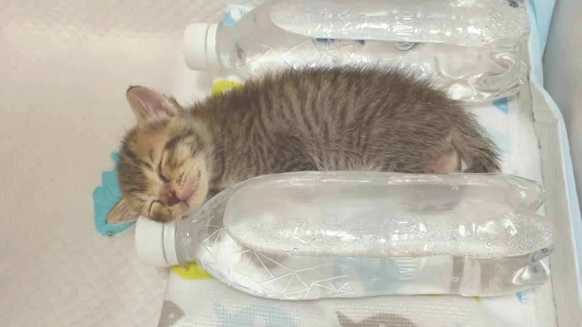 「あったか〜い〜」人肌ペットボトルでとろける寝顔の子猫