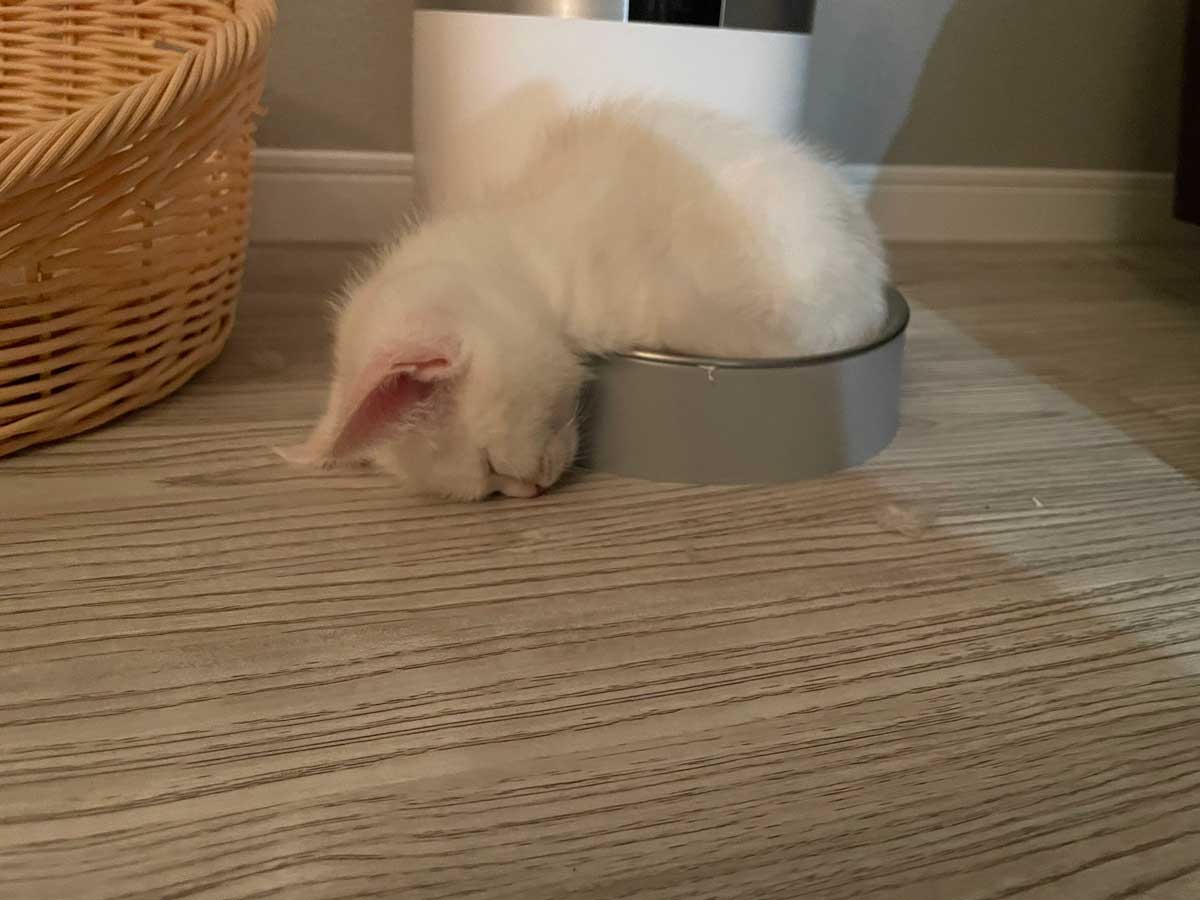 お気に入りの食器に入ってコテン　子猫の「ごめん寝」が愛くるしい