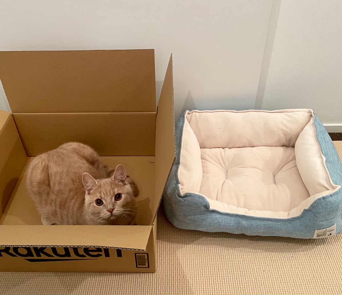 分かってたけどね……「新しいベッド」の箱を気に入った猫さん