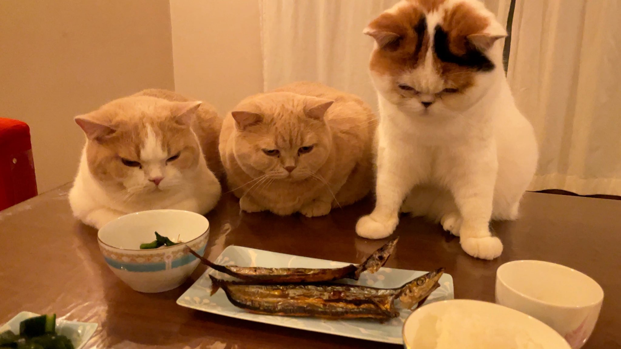 怖い？大好物の干物を「ジー……」とガン見する3匹の猫